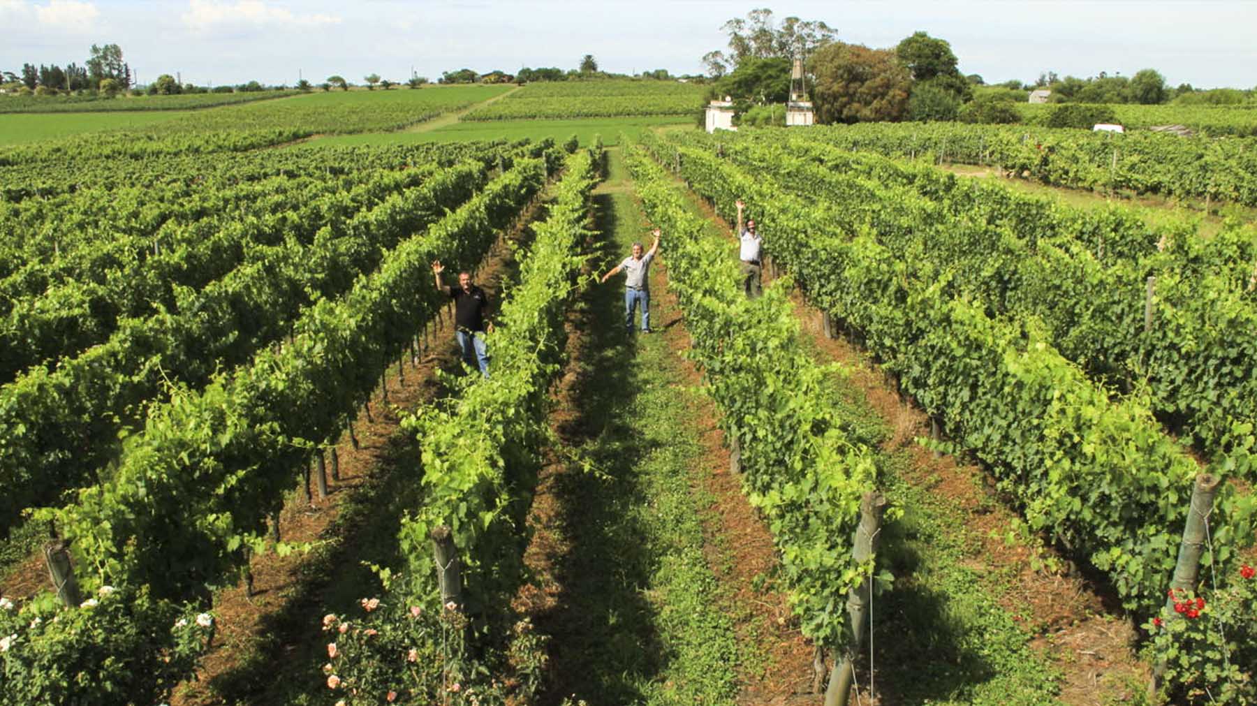 Pisano uruguajske vino Tannat