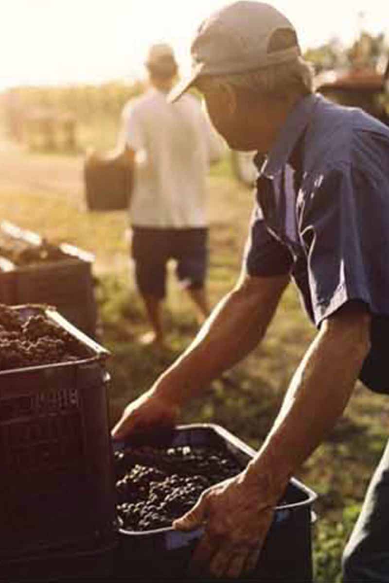 Cisplatino Tannat Reserva pisano novy svet vino