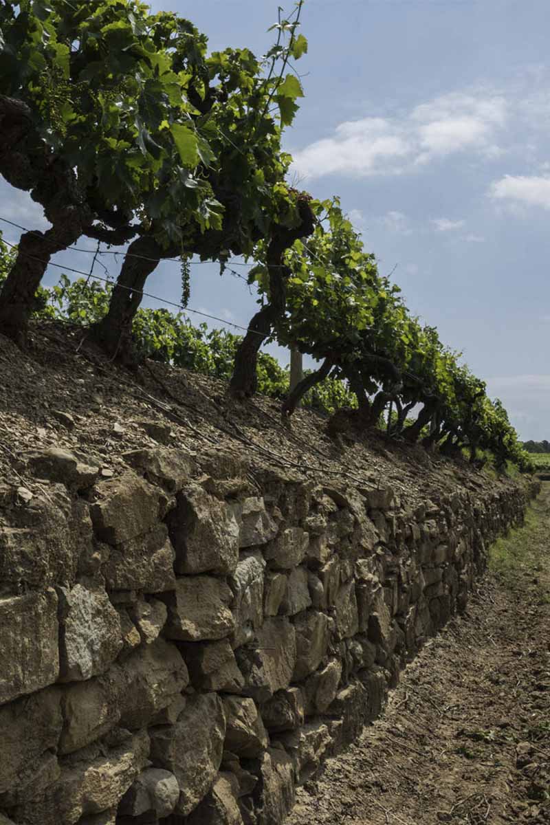Vigna di Pallino Chianti Riserva toskanske vino