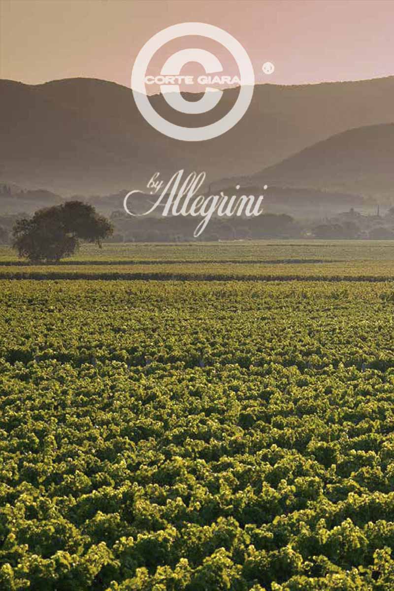 corte giara by allegrini pinot